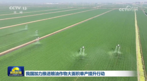我国加力推进粮油作物大面积单产提升行动_华夏商业网_华夏商业网_华夏财经_华夏资讯