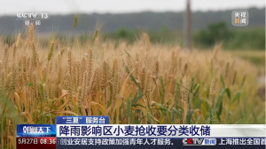 “三夏”抢收正值汛期，如何科学开展“龙口夺粮”？_华夏商业网_华夏商业网_华夏财经_华夏资讯