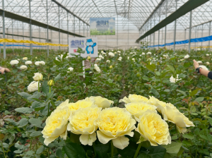 滇中花开：盒马的鲜花数字密码与一朵“窒息玫瑰”的逆袭_华夏商业网_华夏商业网_华夏财经_华夏资讯